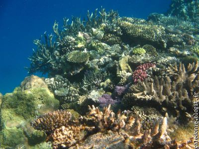 le corail de Gorgon Reef